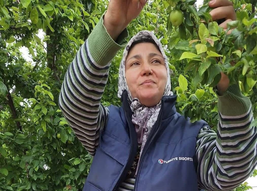 SARIGÖLLÜ ÜRETİCİLERDEN HÜLYA AKKAYA, YILLAR ÖNCE DİKTİKLERİ MEYVE AĞAÇLARININ BUGÜN BÜYÜK VERİM...