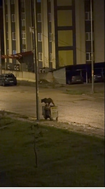 SARIKAMIŞ İLÇESİNDE GECE SAATLERİNDE KENT MERKEZİNE İNEN İKİ BOZ AYI, SERGİLEDİKLERİ DAVRANIŞLARLA...