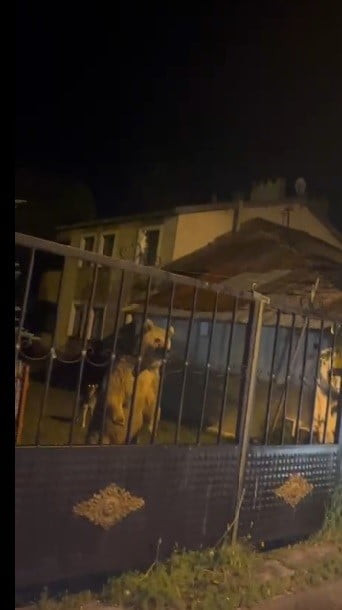 SARIKAMIŞ'TA BU KEZ ROLLER DEĞİŞTİ! VATANDAŞ DIŞARIDA BEKLEDİ, AYILAR BAHÇEDE MİSAFİR...