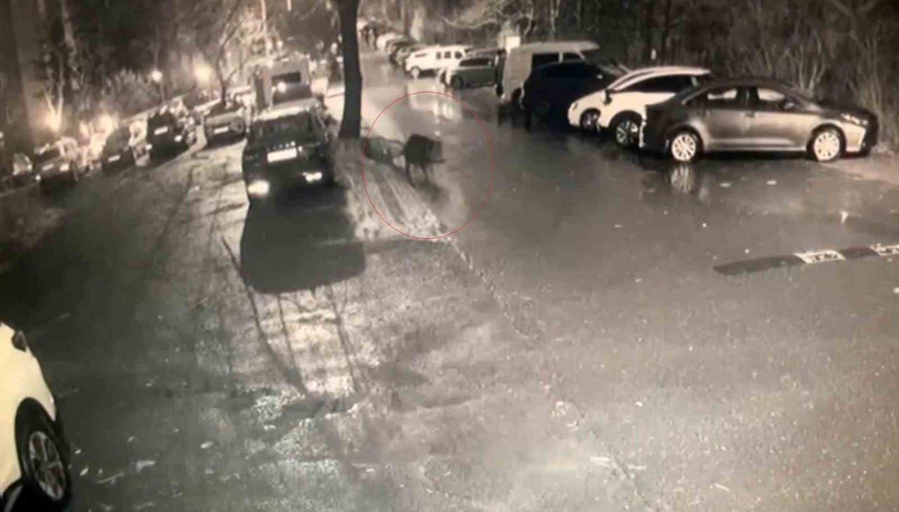 SARIYER'DE AÇ KALAN DOMUZLAR YİYECEK ARAMAK İÇİN HASTANE BAHÇESİNE KADAR GELDİ.