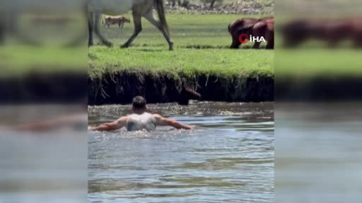 Sazlıkta tay kurtarma mücadelesi kamerada