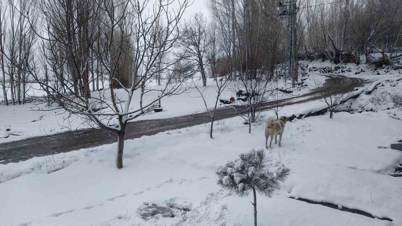 ŞEHİR MERKEZİNDE YAĞMUR ETKİLİ OLURKEN, YÜKSEK KESİMLERDE VE TUZLUCA’YA BAĞLI KARACAÖREN KÖYÜ...