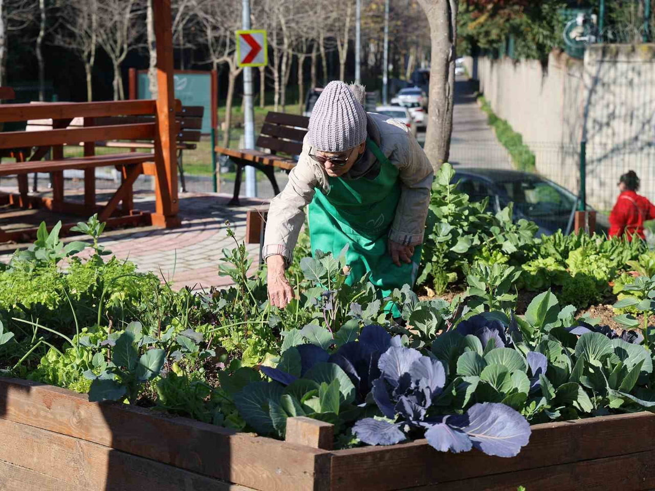ŞEHRİN ORTASINDA DOĞAYLA BULUŞMA İMKÂNI SAĞLAYAN KENT BOSTANLARI, 6 AY BOYUNCA KENDİ ÜRÜNLERİNİ...