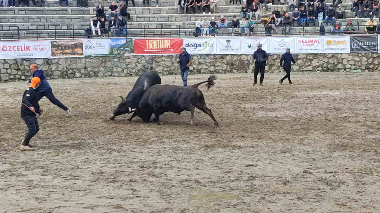 ŞENLİĞİN İLK GÜNÜNDE BOĞA GÜREŞLERİ HEYECANI YAŞANDI