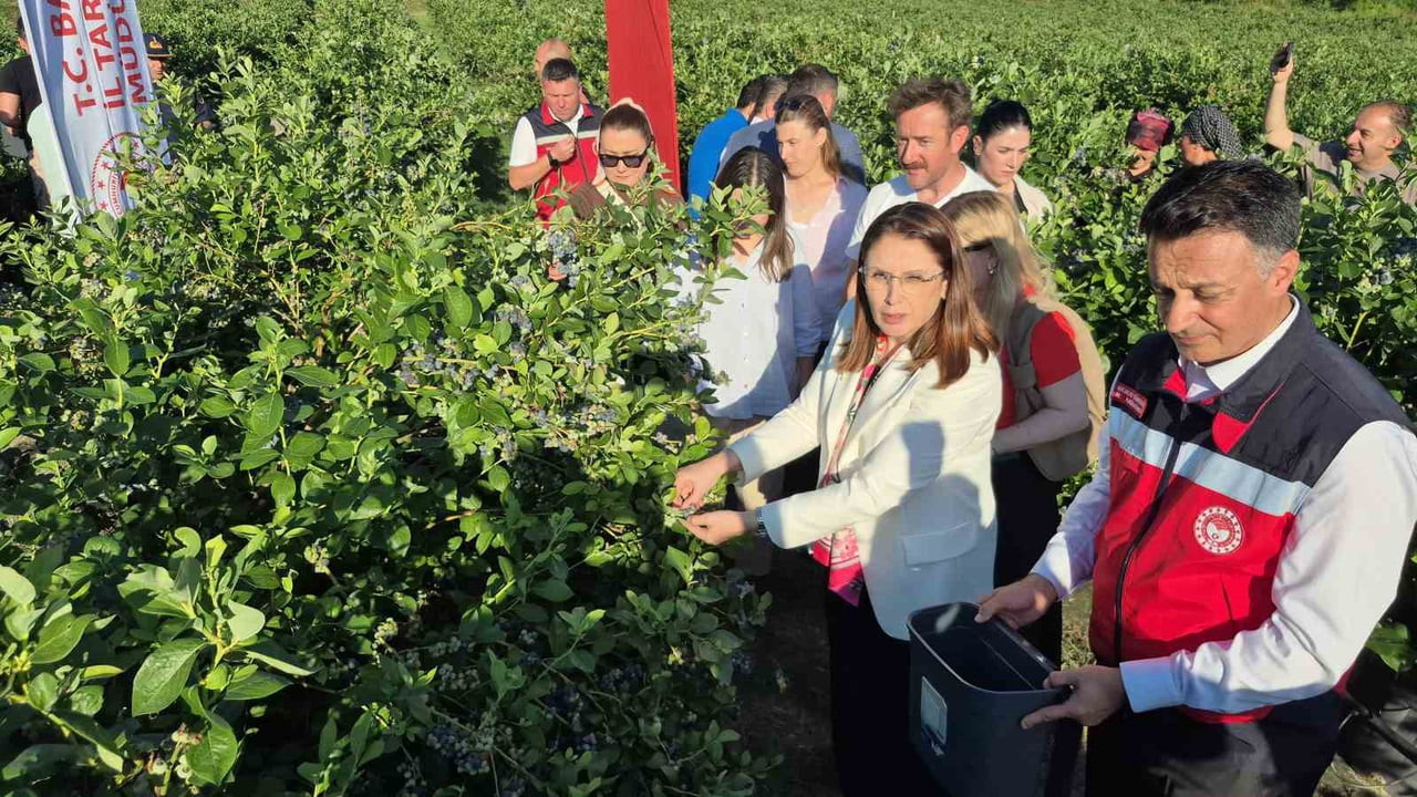 SEZONUN İLK HASADINA İSE BARTIN VALİSİ NURTAÇ ARSLAN VE İL PROTOKOLÜ DE KATILDI