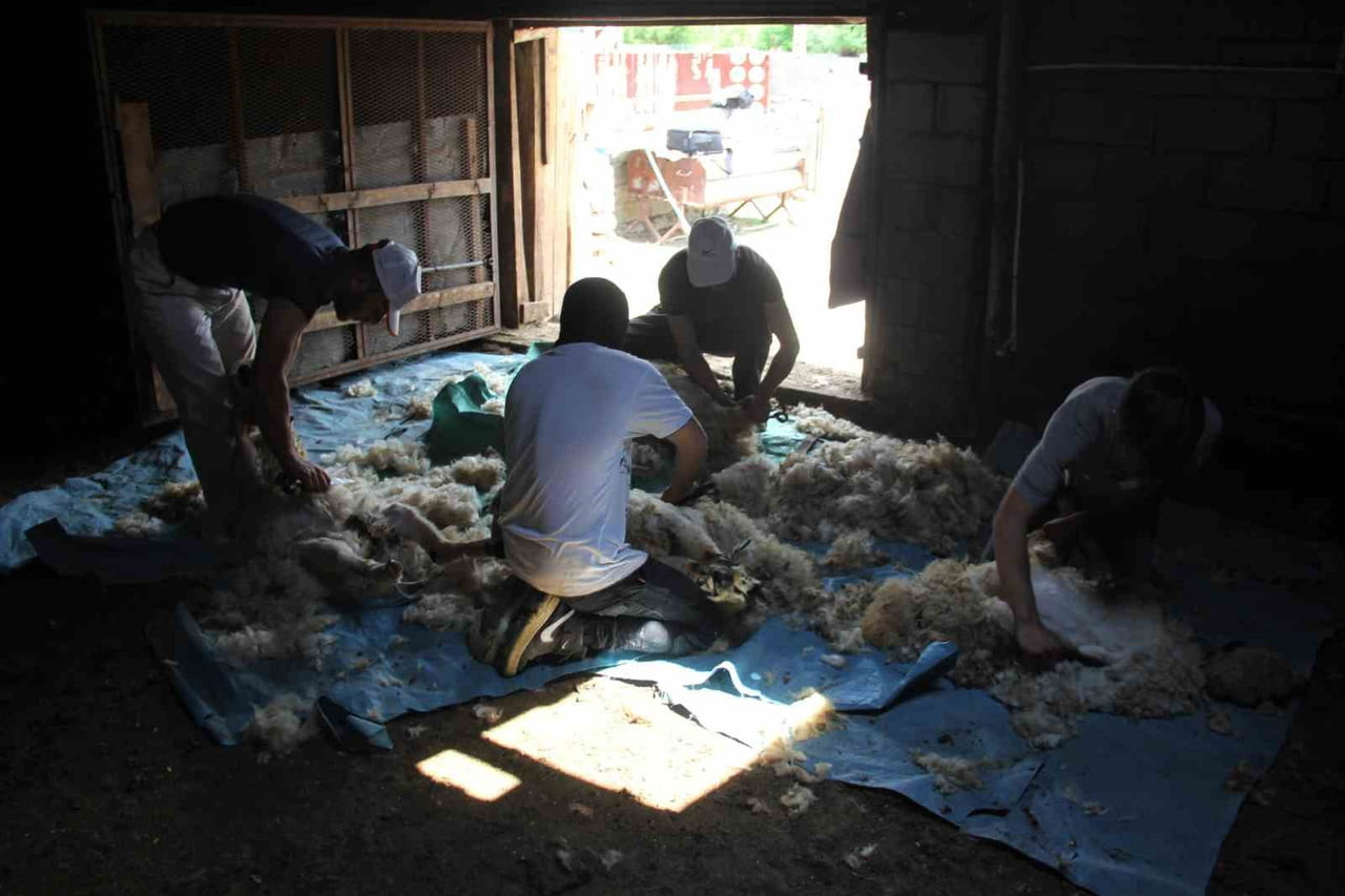 SICAK YAZ AYLARININ KENDİNİ İYİCE HİSSETTİRDİĞİ ERZİNCAN’DA, SÜRÜ SAHİPLERİ KÜÇÜKBAŞ HAYVANLARIN...