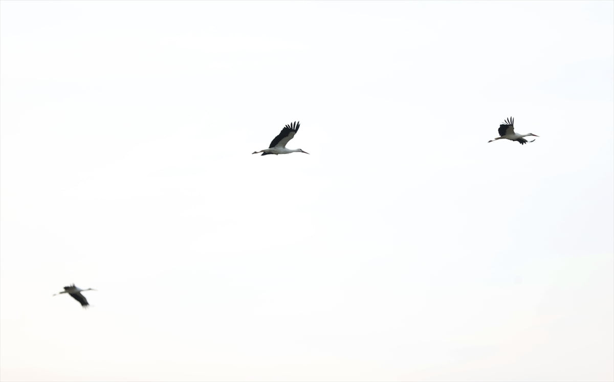 Sıcaklıkların artmasıyla Afrika'dan Avrupa'ya göç eden leylekler, mola verdikleri Kırklareli’nin...