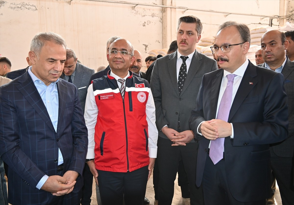 Siirt'te 588 çiftçiye yüzde 75 hibe desteğiyle 203 ton sertifikalı kırmızı mercimek tohumu...