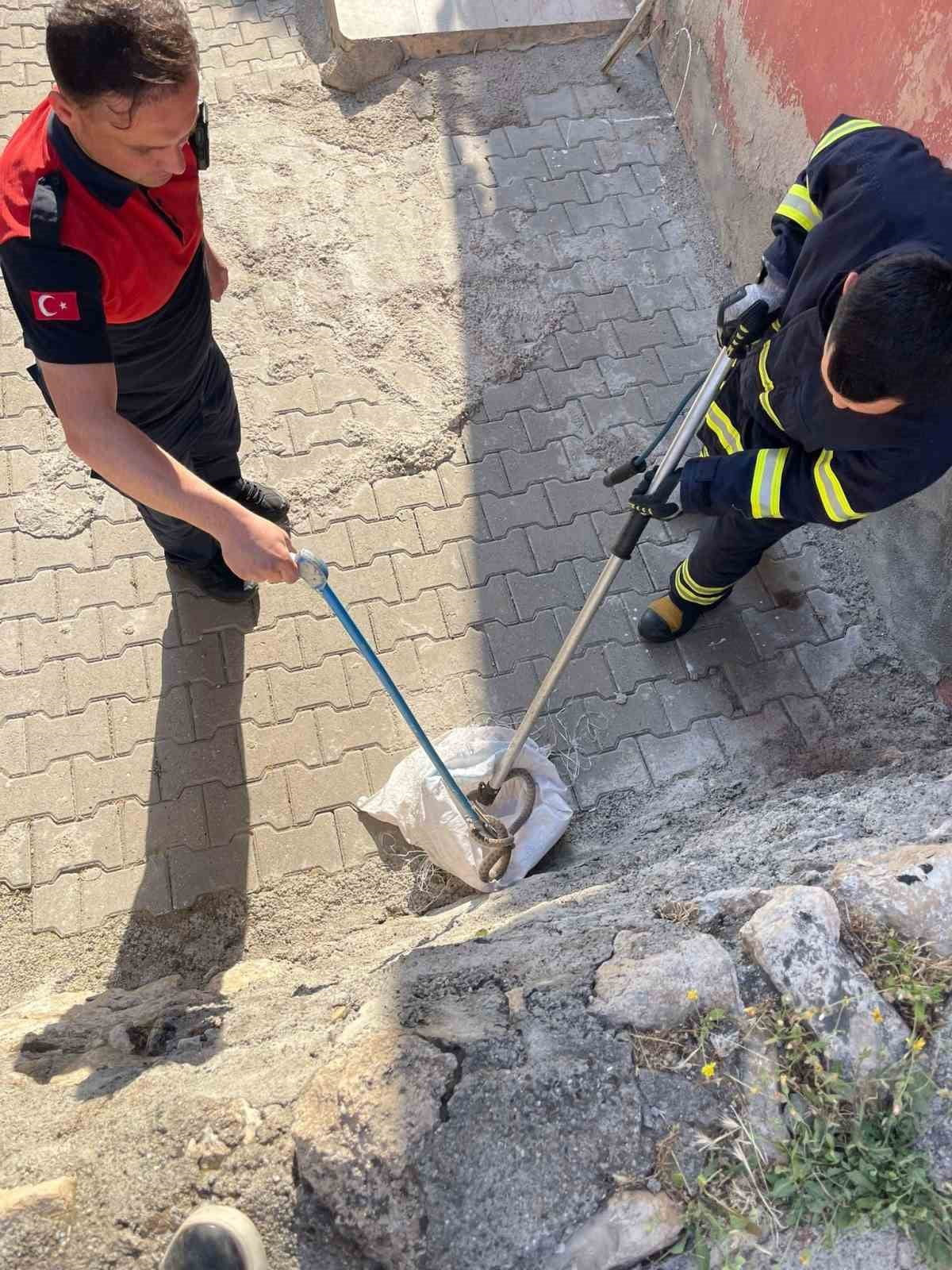 SİİRT'TE BİR EVİN BAHÇESİNDE GÖRÜLEN YAKLAŞIK 1,5 METRE UZUNLUĞUNDAKİ YILAN, İTFAİYENİN...