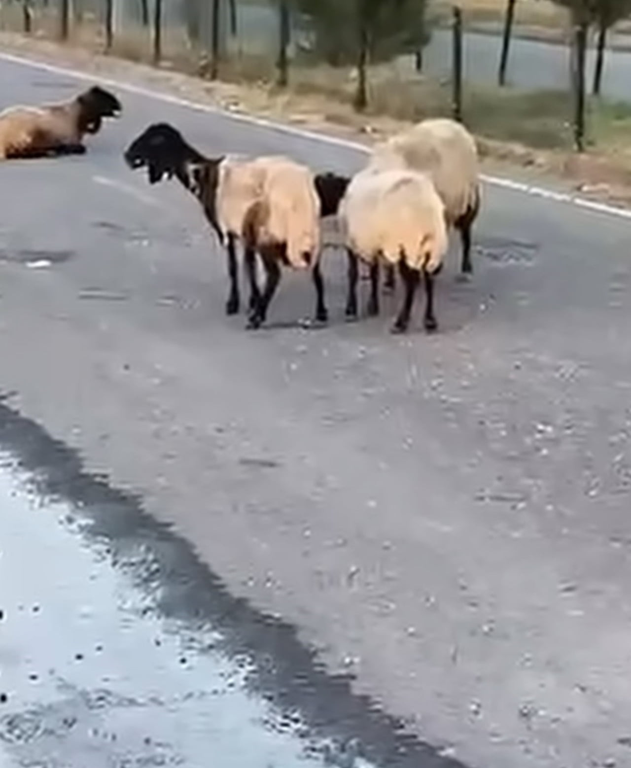 SİİRT'TE RÖGAR KAPAĞINDAN SIZAN SUYU İÇTİKLERİ İDDİA EDİLEN 32 KÜÇÜKBAŞ HAYVAN TELEF...