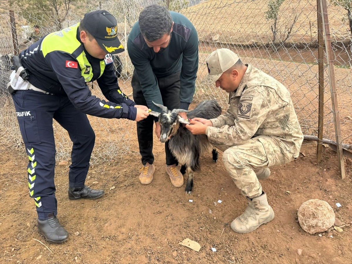 Siirt'te trafik kazalarının önlenmesi amacıyla sürü hayvanlarına reflektörlü bant yapıştırıldı. İl...