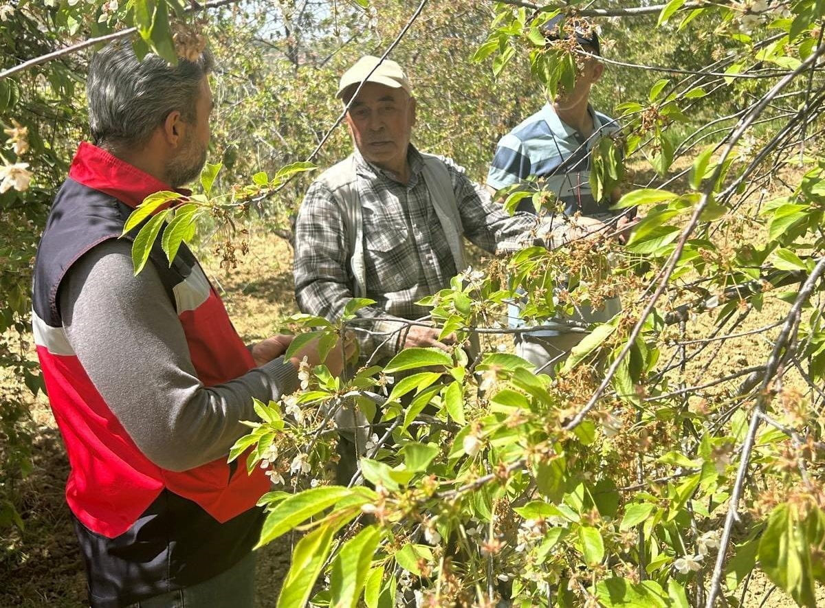 SİMAV’DA KİRAZ VE VİŞNE BAHÇELERİNDE HASTALIK TESPİT ÇALIŞMASI