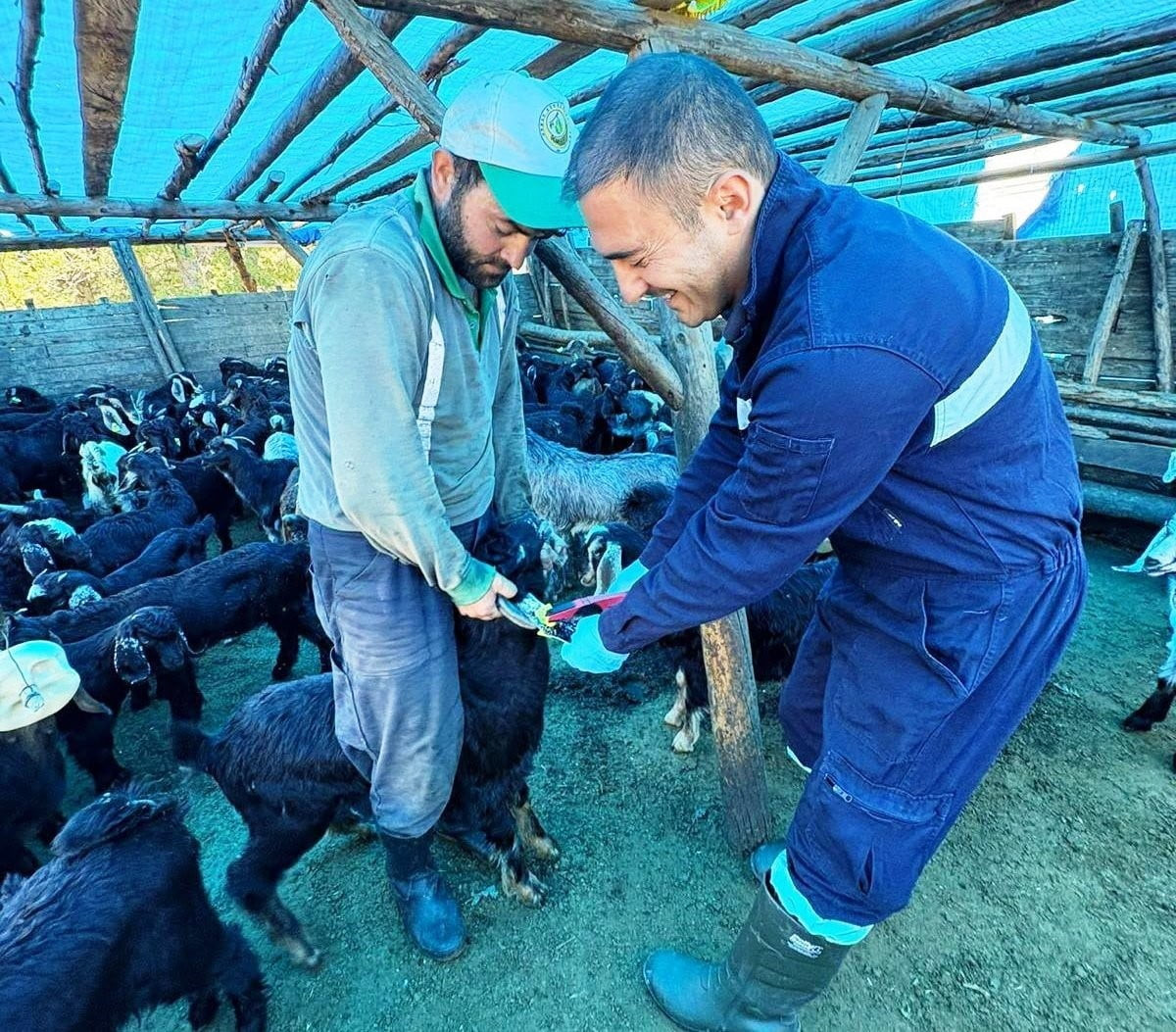 SİMAV’DA KÜÇÜKBAŞ HAYVANLARA AŞILAMA VE KÜPELEME ÇALIŞMASI