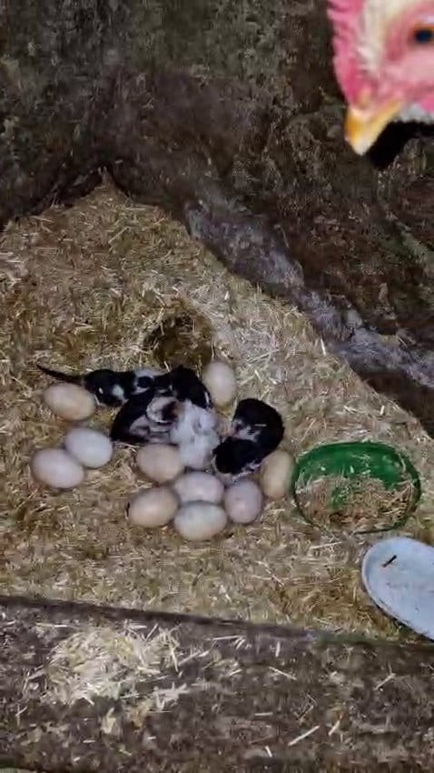 SİNCİK İLÇESİNDE BİR TAVUĞUN YAVRU KEDİLERİ SAHİPLENMESİ GÖRENLERİ HEM ŞAŞIRTTI HEM...