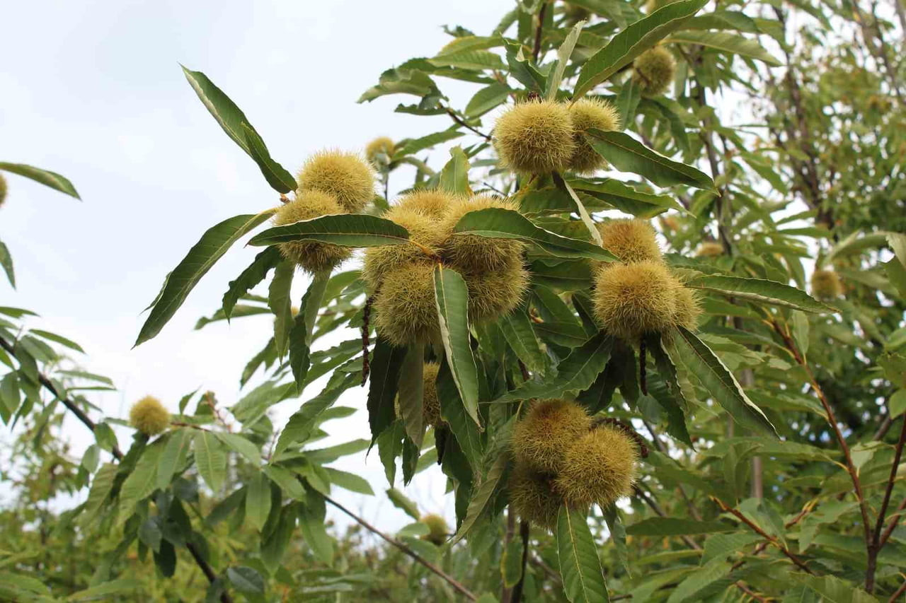 SİNOP KESTANESİ, GAL ARISI TEHDİDİYLE KARŞI KARŞIYA. KESTANE AĞAÇLARINDA VERİM KAYBINA YOL AÇAN...