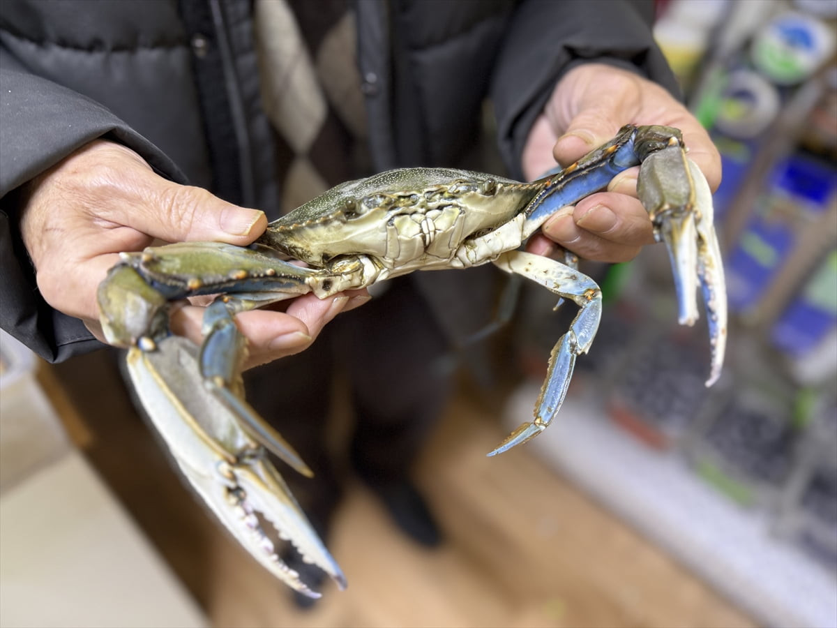 Sinop'ta denize açılan balıkçıların ağına, Karadeniz'de nadir görülen mavi yengeç...