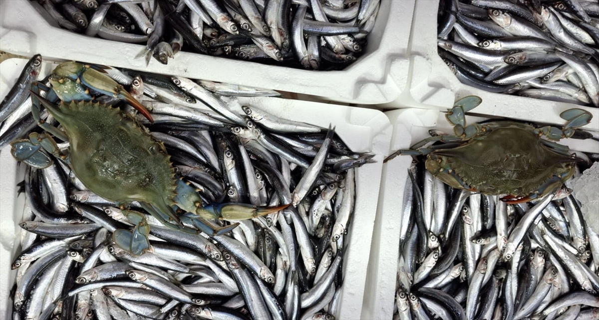 Sinop'ta denize açılan balıkçıların ağına, Karadeniz'de nadir rastlanılan iki mavi yengeç...