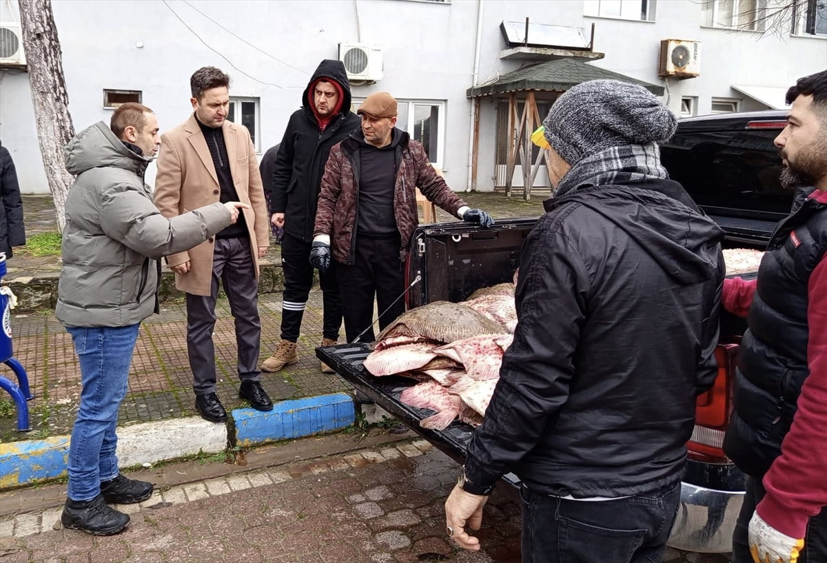 Sinop'ta kaçak avlandığı belirlenen 625 kalkan balığı ücretsiz olarak ihtiyaç sahibi vatandaşlara...
