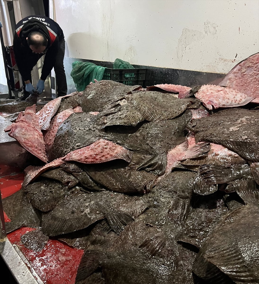 Sinop'ta,  Türkeli İlçe Jandarma Komutanlığı ve İlçe Tarım ve Orman Müdürlüğü ekiplerinin...