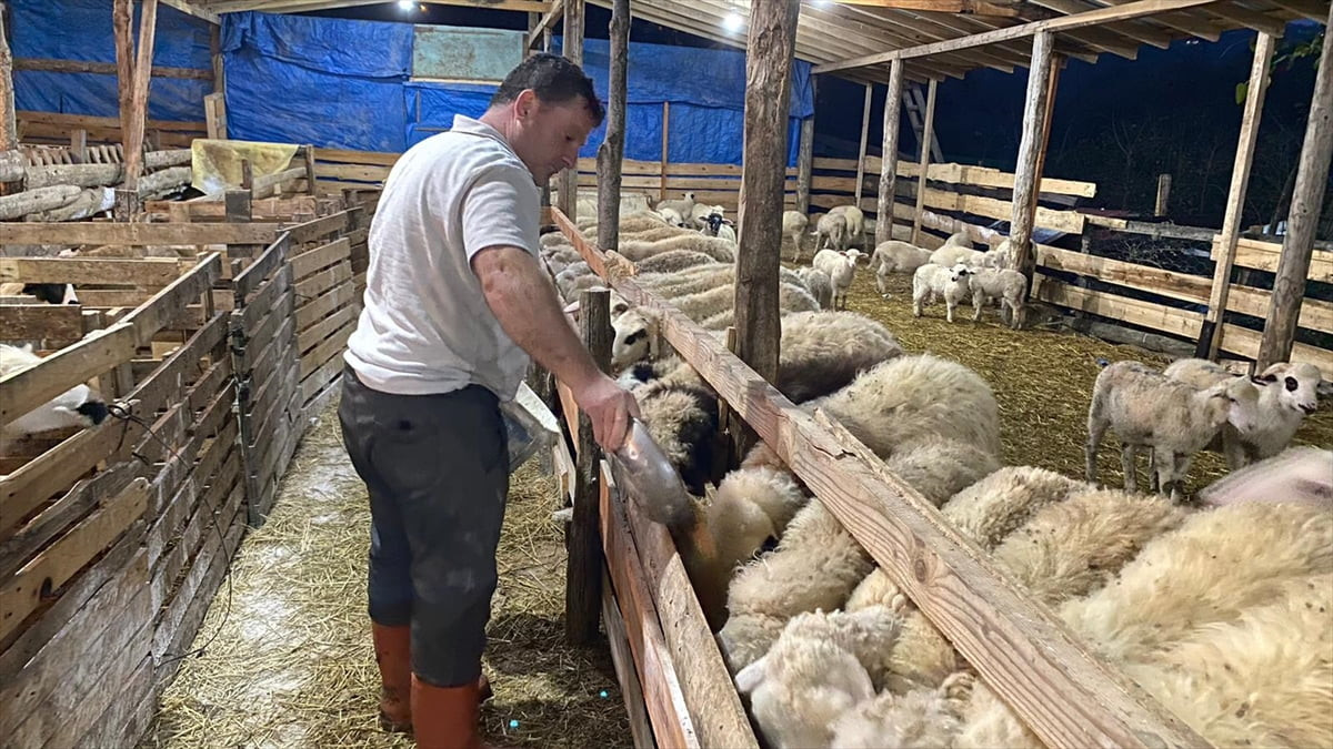 Sinop'ta yaşayan Mehmet Özcan ve Bilal Epsamlı, çocukluk hayalleri olan küçükbaş hayvan...