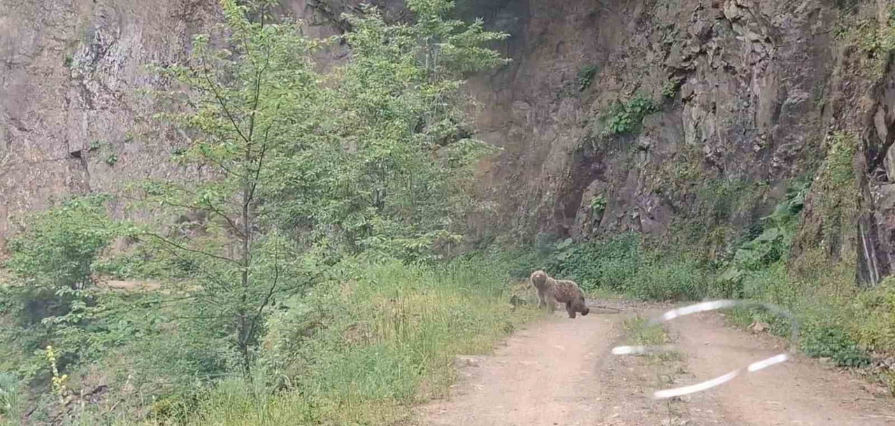 SİNOP'UN AYANCIK İLÇE SINIRLARINDAKİ ZİNDAN DAĞI MEVKİİNDE ANNE AYI VE ÜÇ YAVRUSU YOLDA...
