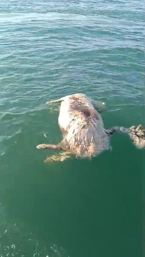 SİNOP'UN AYANCIK İLÇESİNDE DENİZDE ÖLÜ BİR İNEK BULUNDU.