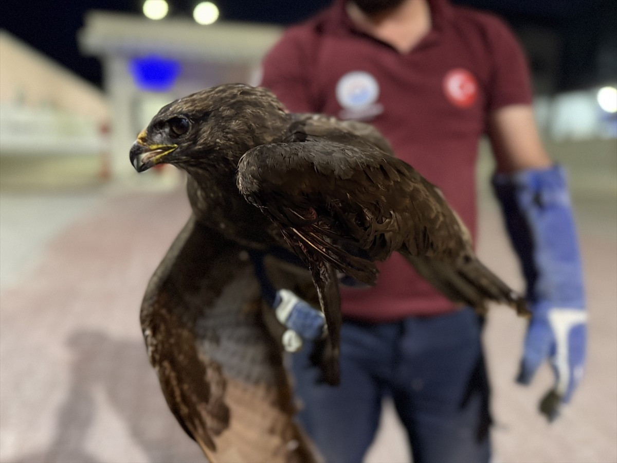 Sinop'un Gerze ilçesinde, yol kenarında yaralı bulunan kızıl şahin tedavi altına alındı.