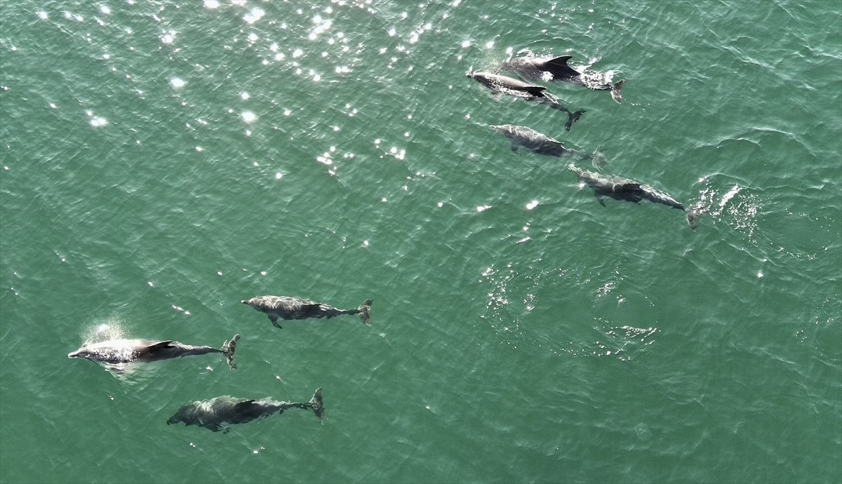 Sinop'un Karadeniz'e kıyısı bulunan Türkeli ilçesi açıklarındaki yunuslar, dronla...