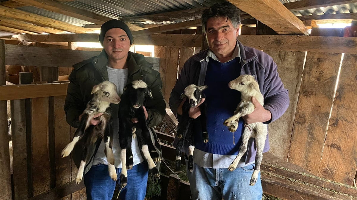Sinop'un Türkeli ilçesinde "Romanov" cinsi bir koyun, tek batında 4 kuzu doğurdu.