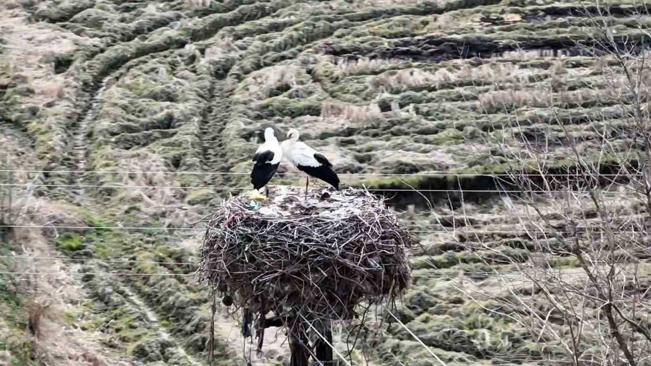 SİNOP’UN BOYABAT İLÇESİNDE BAHARIN HABERCİSİ OLARAK BİLİNEN LEYLEKLER YENİDEN YUVALARINA DÖNDÜ....