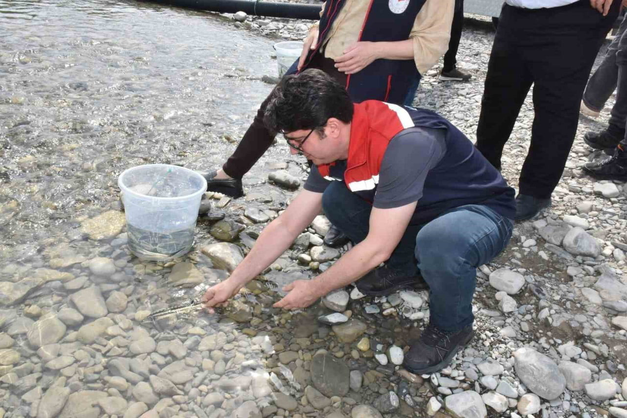 SİNOP’UN GERZE İLÇESİNDE 2 BİN 500 ADET MERSİN BALIĞI YAVRUSU DOĞAL YAŞAM ALANINA...