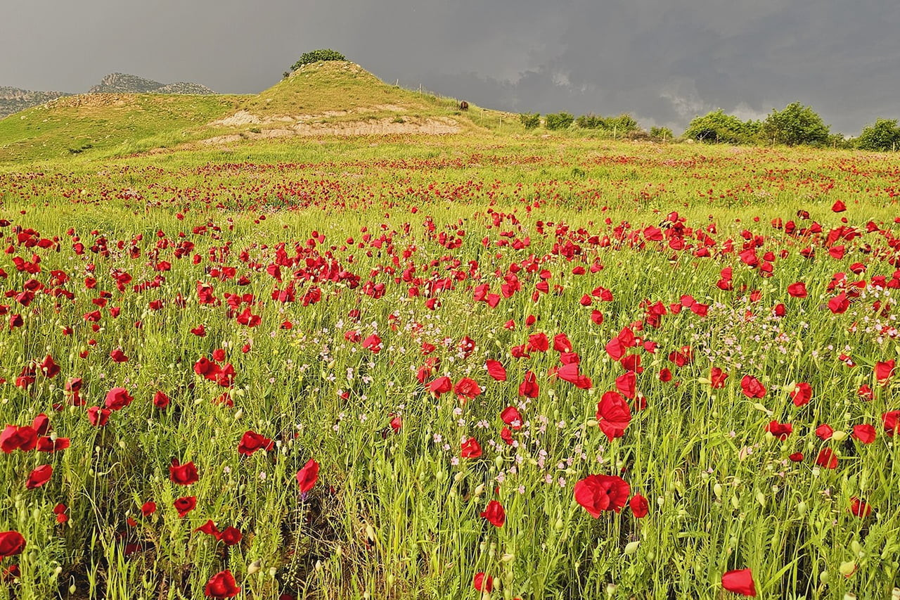 ŞIRNAK'IN GÜÇLÜKONAK İLÇESİNE BAĞLI AKDİZGİN KÖYÜ, BAHARIN GELİŞİYLE BİRLİKTE AÇAN GELİNCİKLERİN...
