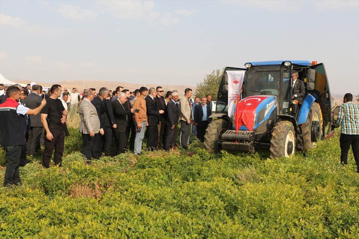 Şırnak'ın Silopi ilçesinde yer fıstığı hasat şenliği düzenlendi. Başverimli beldesinde düzenlenen...