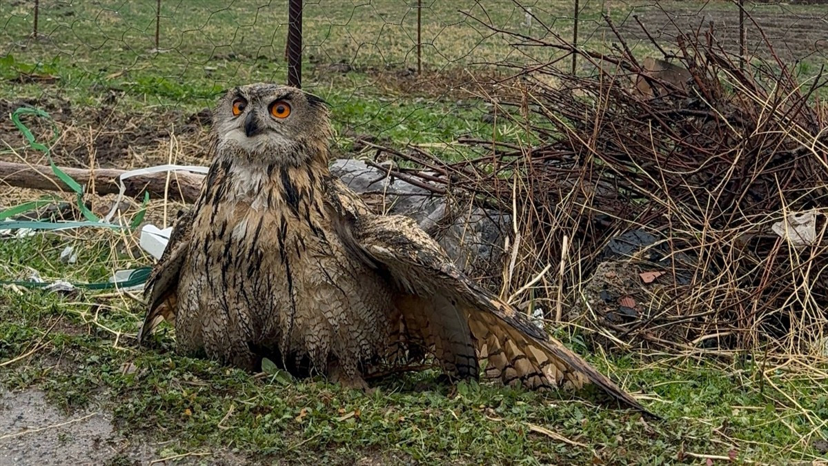 Şırnak'ın Uludere ilçesinde kanadı kırık halde bulunan baykuş, Doğa Koruma ve Milli Parklar...