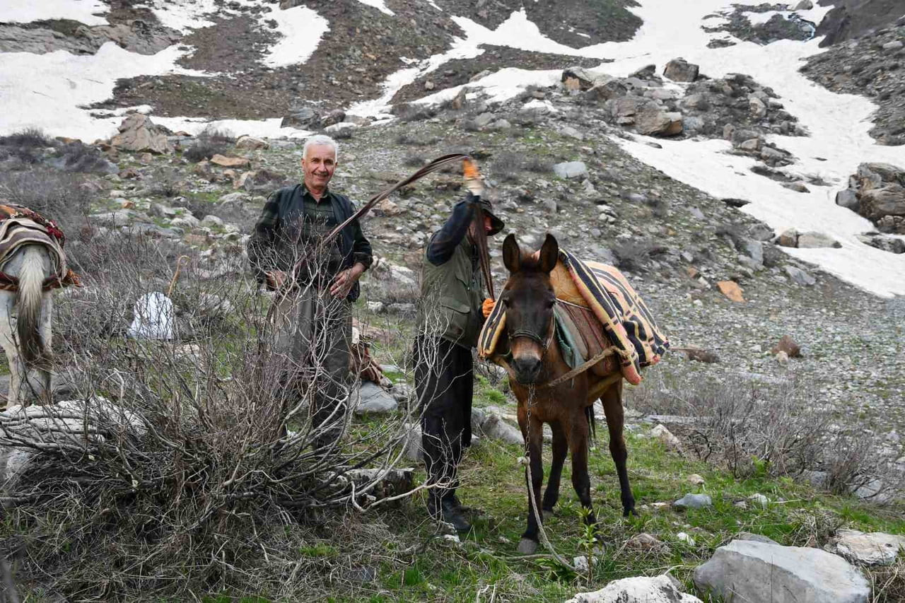 ŞIRNAK'TA PANCAR TOPLAMAK İÇİN DAĞA ÇIKANLAR GÜNLERDİR ŞİFALI OTLAR TOPLUYOR. 2 BİN RAKIMDA KARLI...