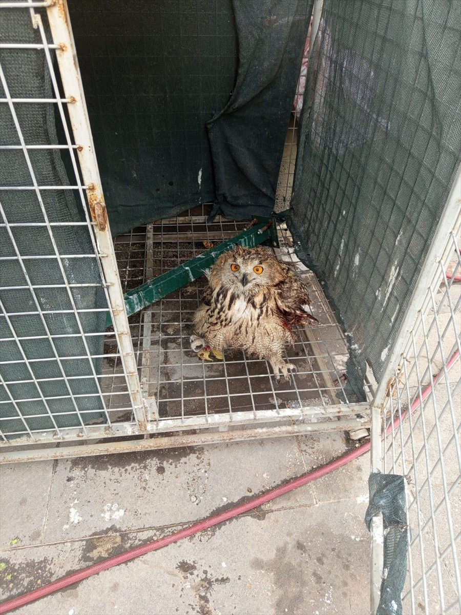  Şırnak'ta yaralı ve bitkin bulunan 2 farklı türden 4 kuş, tedavilerinin ardından doğaya...