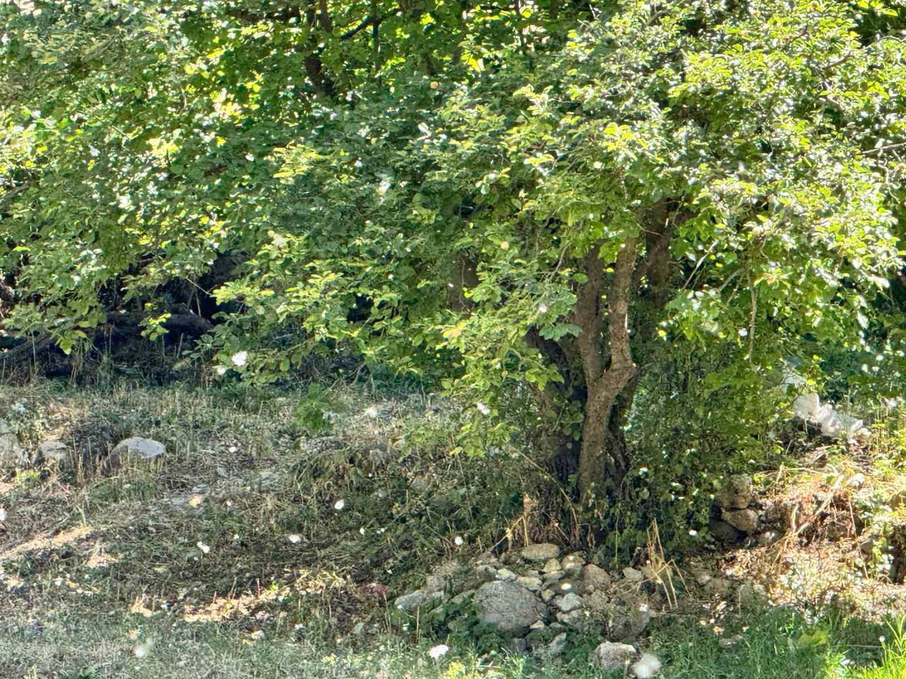 ŞIRNAK’IN BEYTÜŞŞEBAP KAVAK AĞAÇLARINDAN DÜŞEN POLENLER KÖYÜ BEYAZ ÖRTÜYLE KAPLADI.