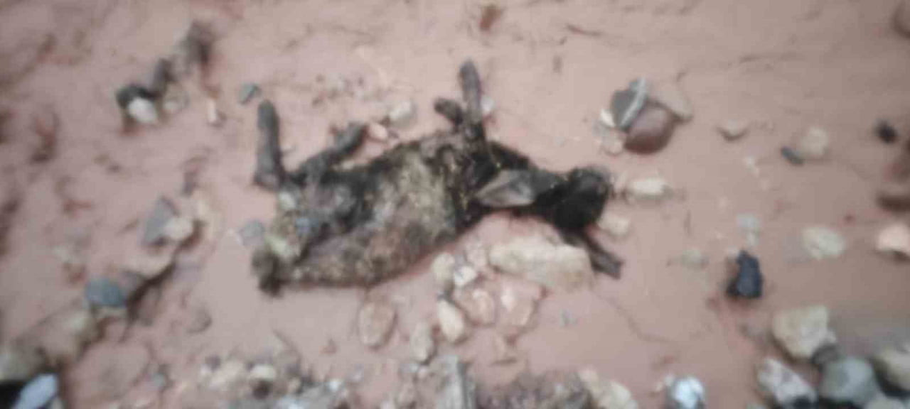 ŞIRNAK’IN SİLOPİ İLÇESİNDE ETKİLİ OLAN SAĞANAK YAĞIŞ, CUDİ DAĞI ETEKLERİNDE KONAKLAYAN GÖÇERLERİ...