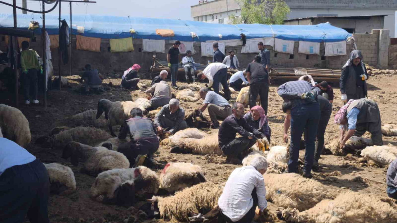 ŞIRNAK’IN SİLOPİ İLÇESİNE BAĞLI BESTABELEK’TE ONLARCA KİŞİ İMECE USULÜ KOYUN KIRPMADA BULUŞTU. BU...