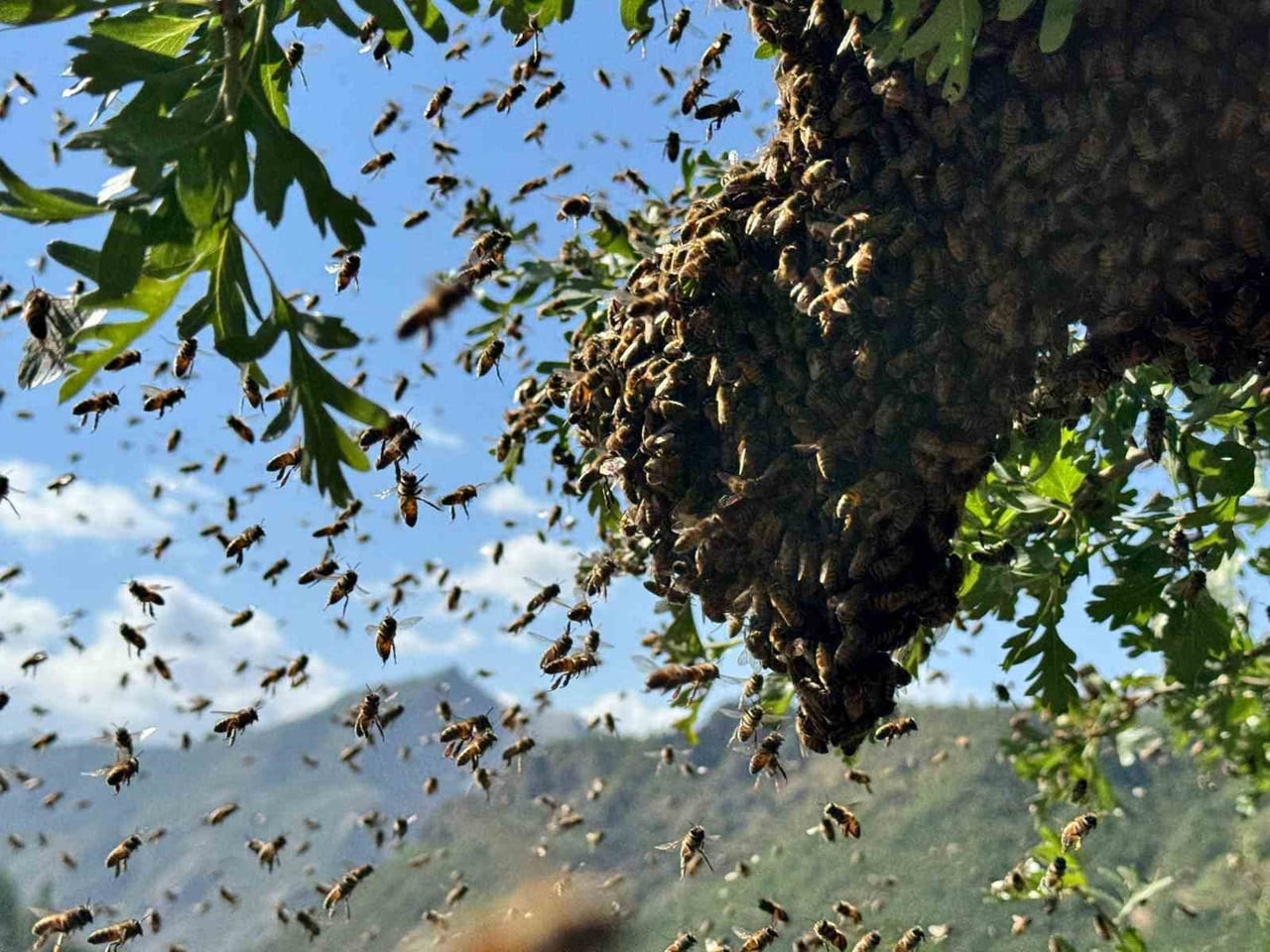ŞIRNAK’TA ÇETİN GEÇEN KIŞ ARDINDAN İLK BAHAR BEREKETİYLE GELDİ. BAL ARILARI OĞUL VERME DÖNEMİ...