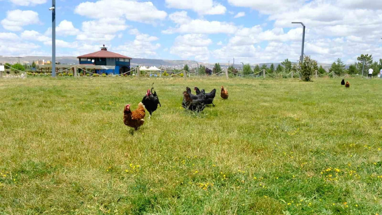 SİVAS CUMHURİYET ÜNİVERSİTESİ, YAZ AYLARINDA ARTAN KENE RİSKİNE KARŞI DOĞAL MÜCADELE YÖNTEMİNİ...