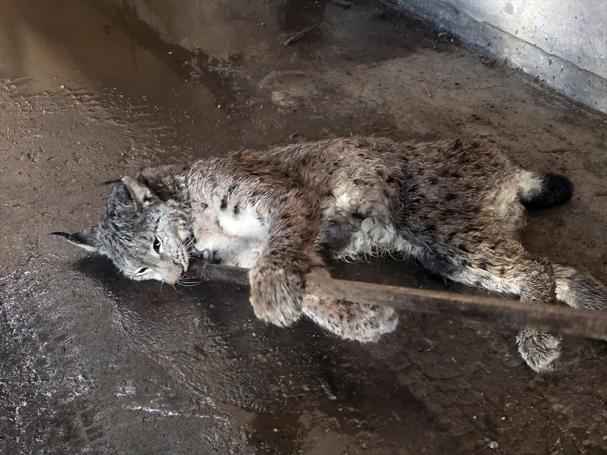  Sivas'ın Hafik ilçesinde yol kenarında yaralı halde bulunan vaşak tedavi altına alındı.