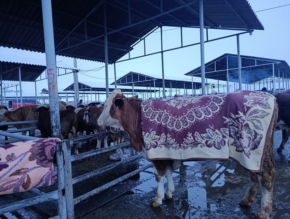 Sivas'ın Şarkışla ilçesindeki besiciler, canlı hayvan pazarına getirdikleri hayvanlarını...