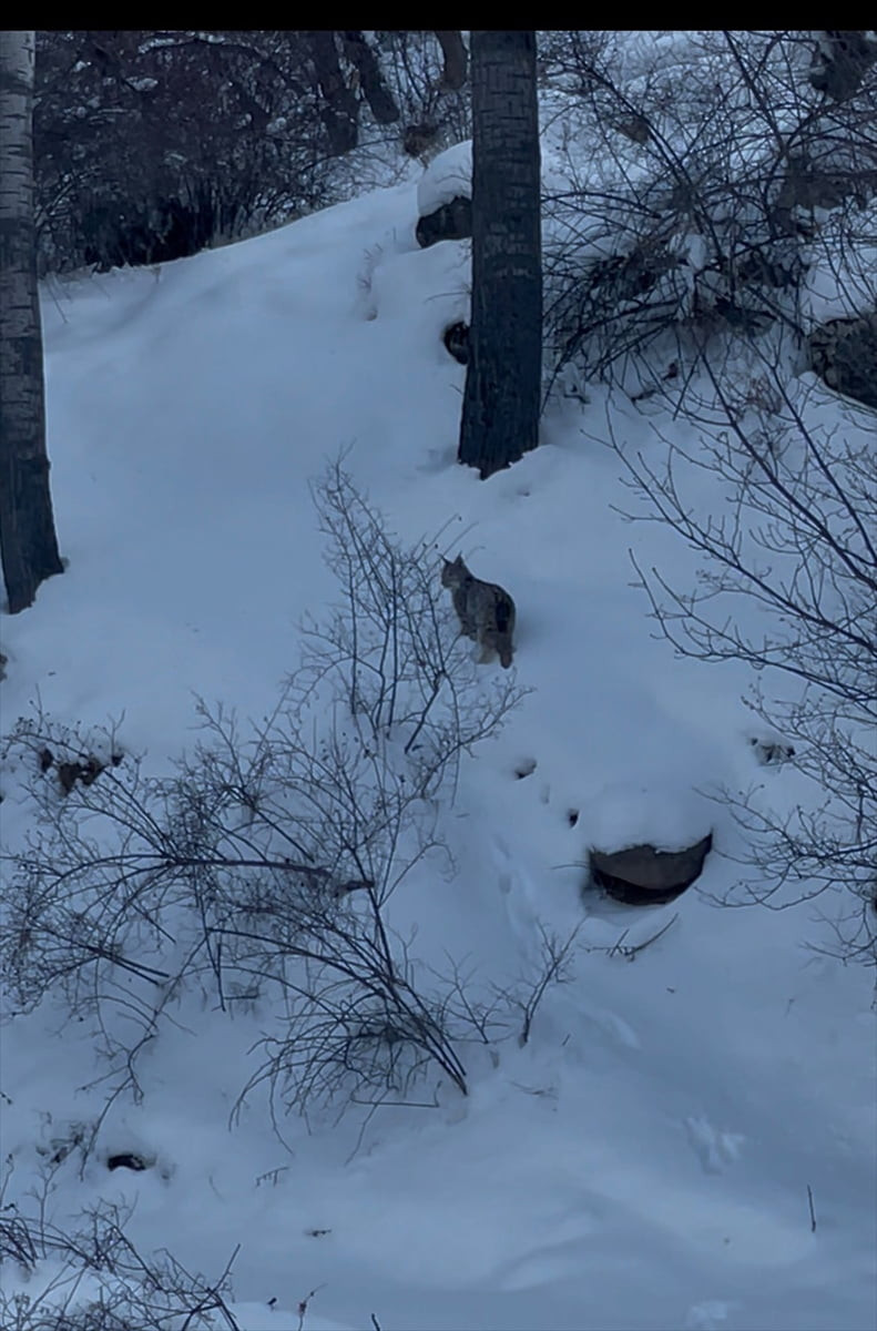 Sivas'ın Suşehri ilçesinde, karla kaplı arazide yiyecek bulamadığı için kara yolu kenarına inen...