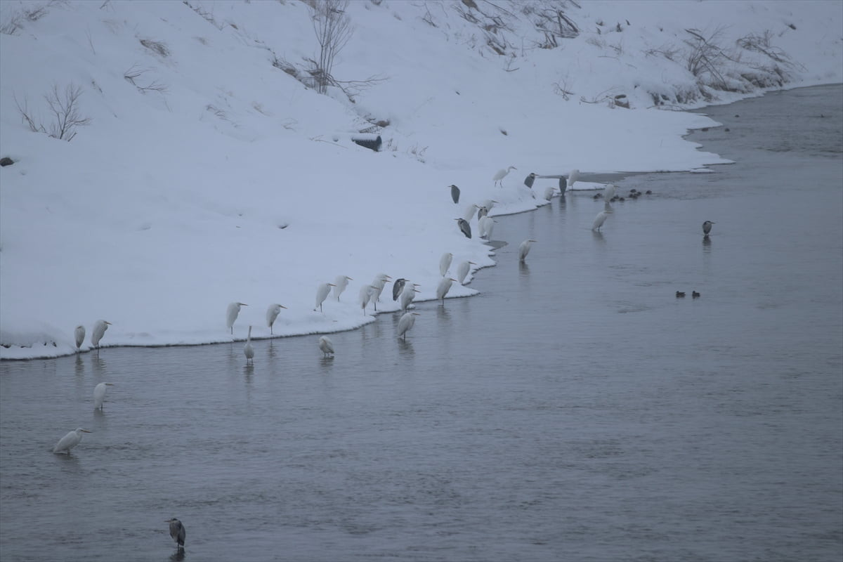 Sivas'ta aralıklarla kar yağışı ve soğuk hava etkili oluyor. Gece saatlerinde başlayan kar...