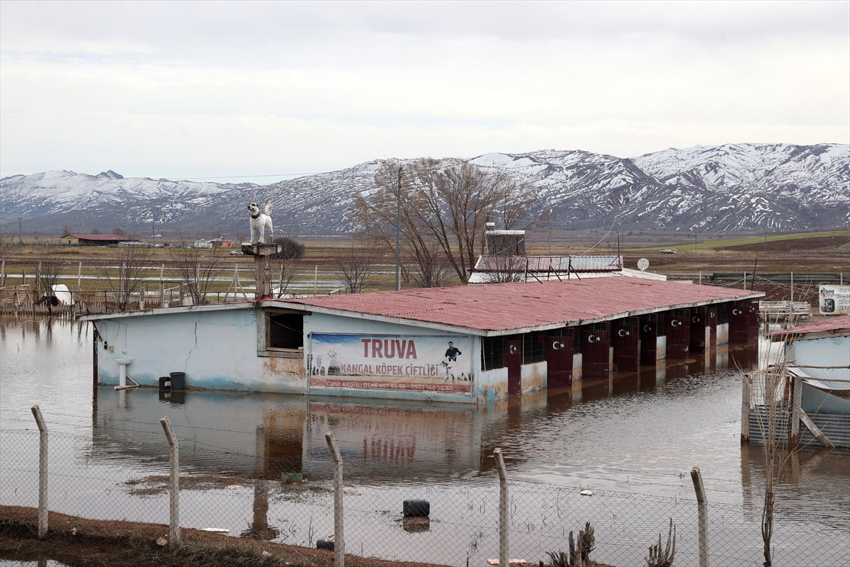 Sivas'ta bir Kangal köpeği çiftliği karların erimesi nedeniyle su altında kaldı.
