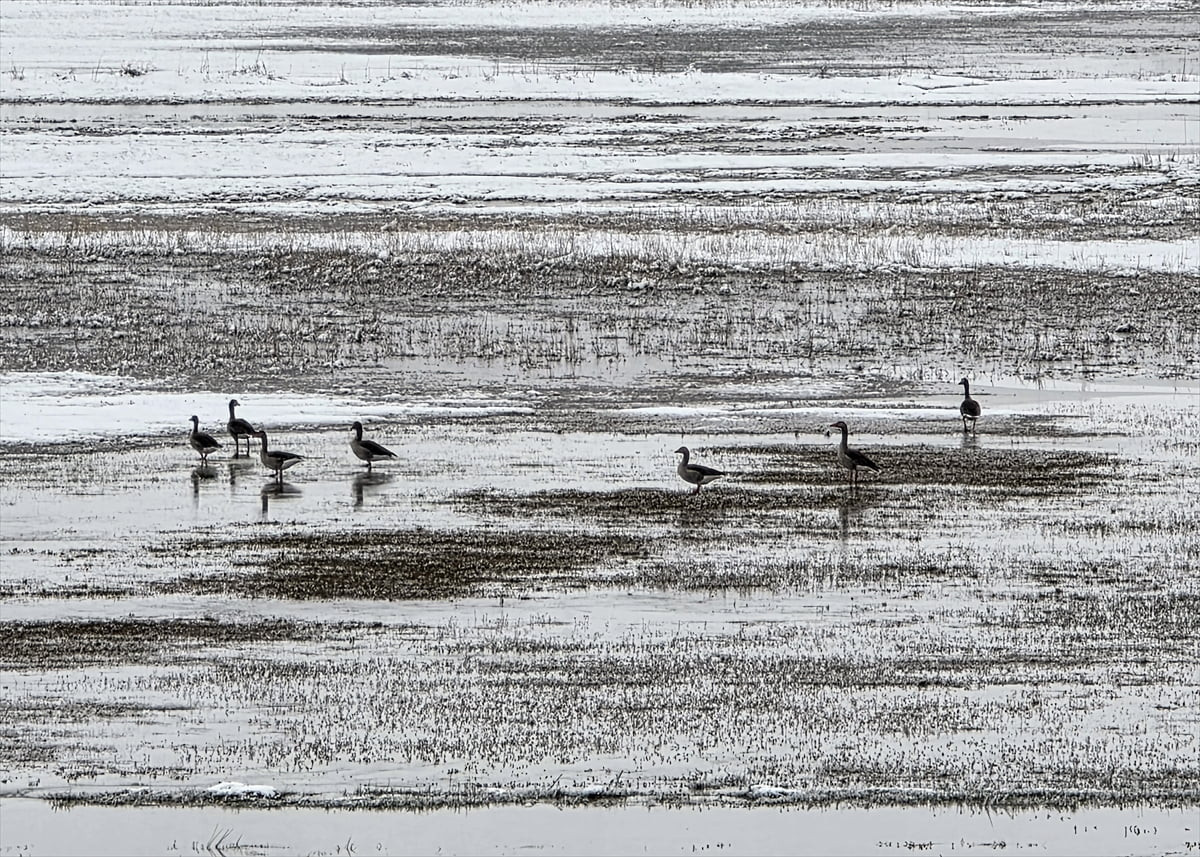 Sivas'ta Hafik Gölü kenarında yaban ördeklerinin yağan kar sonrası yiyecek arayışı...