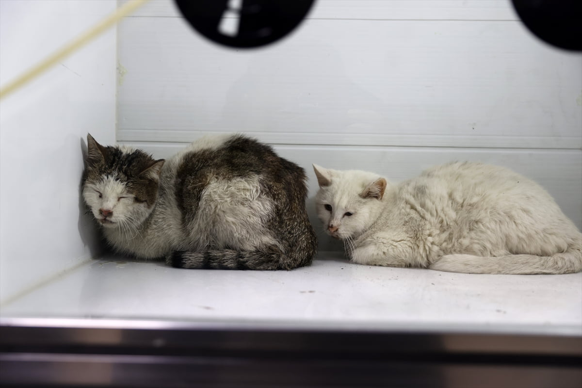 Sivas'ta iki katlı bir evde çıkan ve itfaiye ekiplerince söndürülen yangında 26 kedi öldü...