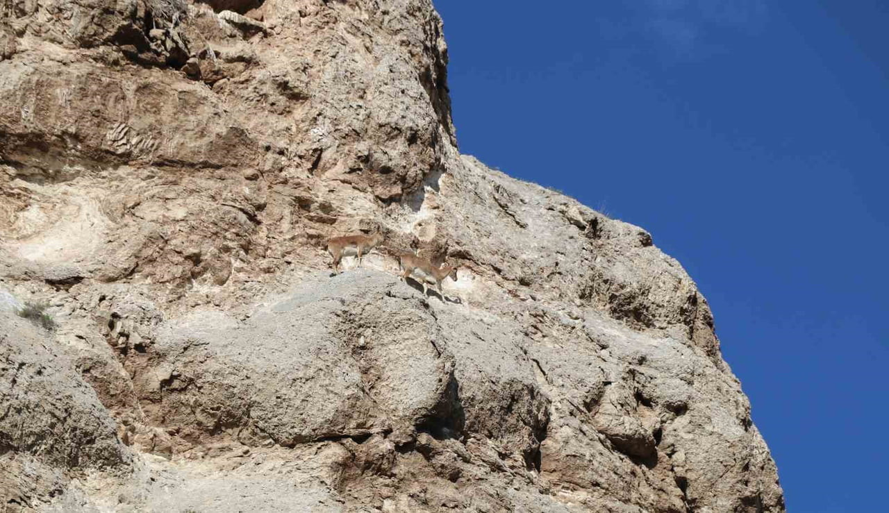 SİVAS'TA KAYALIKLAR ÜZERİNDE BULUNAN DAĞ KEÇİLERİ CEP TELEFONU KAMERASINA YANSIDI.