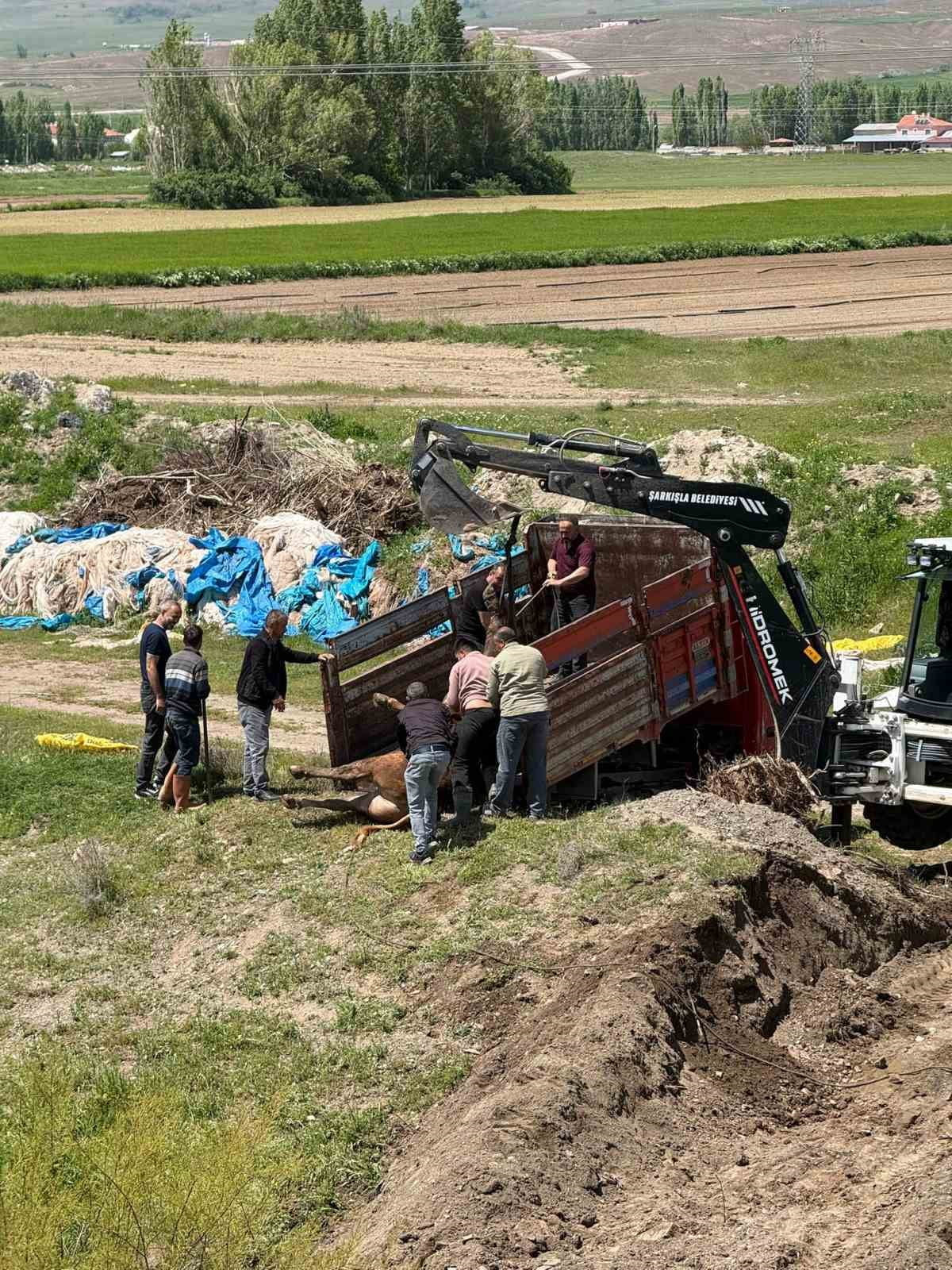 SİVAS’IN DİVRİĞİ İLÇESİNDE KESİME 4 GÜN KALA MEZBAHANEDEN KAÇAN KURBANLIK TOSUN ORTALIĞI BİRBİRİNE...